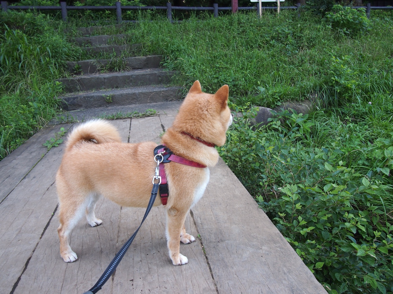 “意甲新秀突破瓶颈，表现抢眼引发热议”，意甲新球衣2021