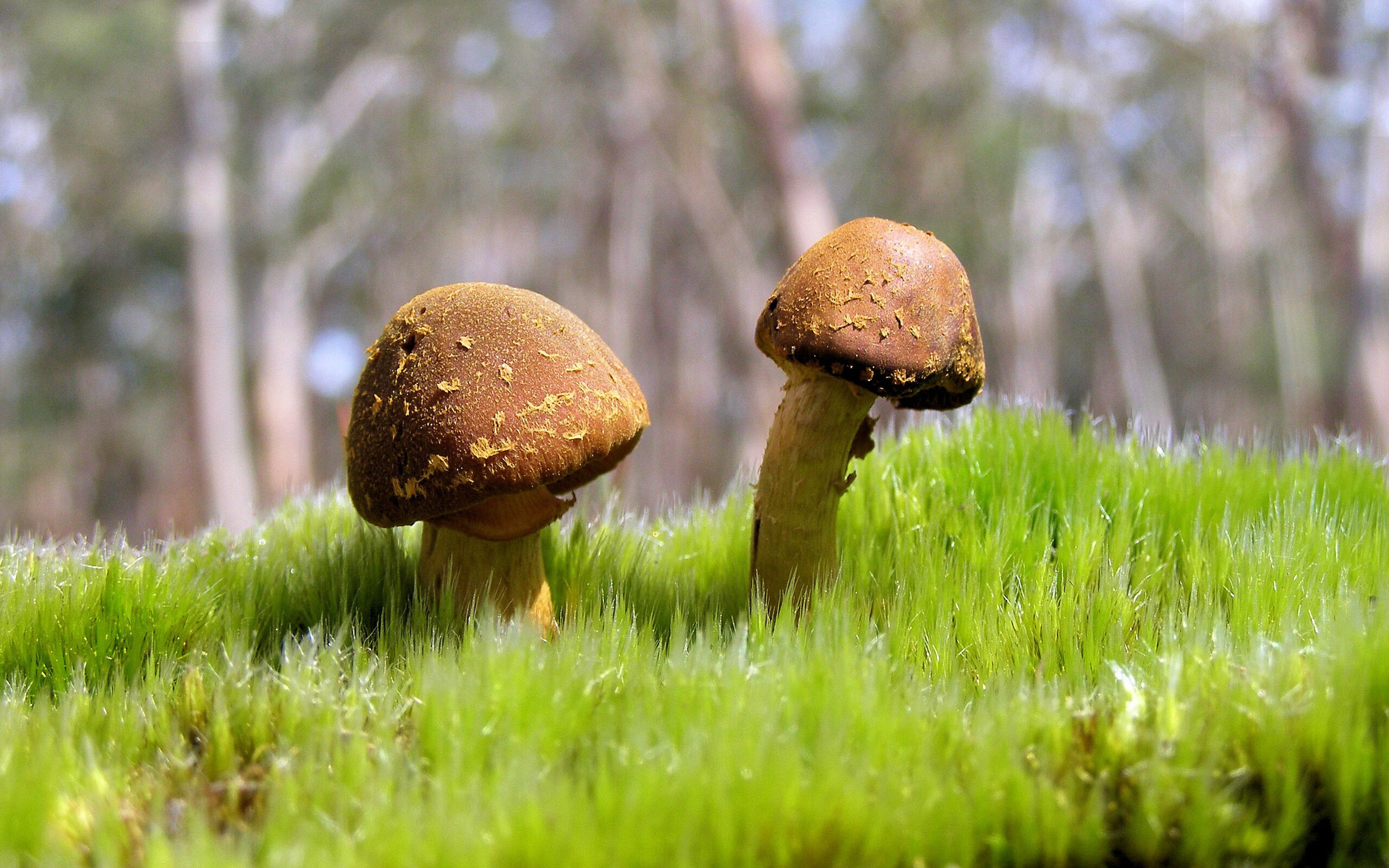 世界篮球日：NBA带动全世界热爱篮球的潮流，播放篮球世界