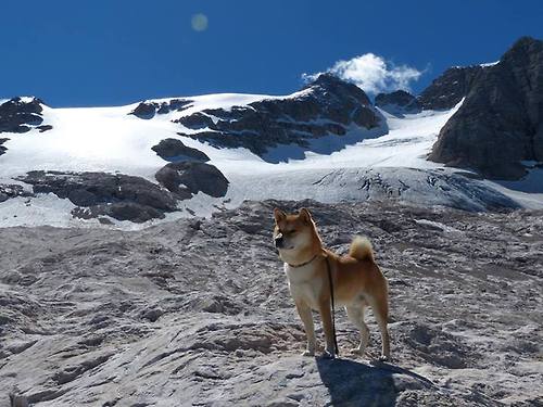 国际花样滑冰明星赛，优雅与力量的结合，国际花样滑冰锦标赛