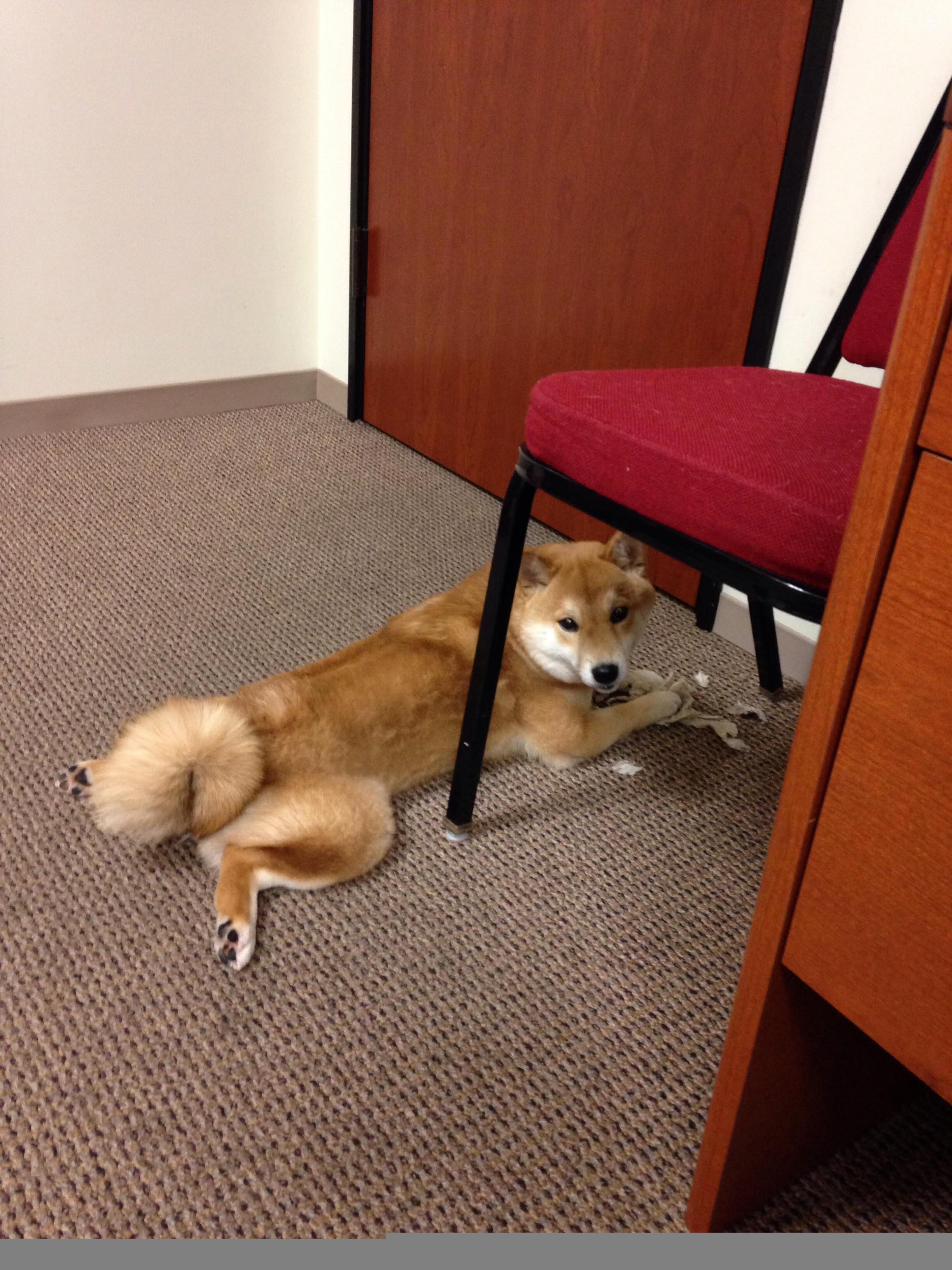 巴黎圣日尔曼豪掷巨资签约欧洲多名顶级球员,巴黎圣日尔曼转会新闻