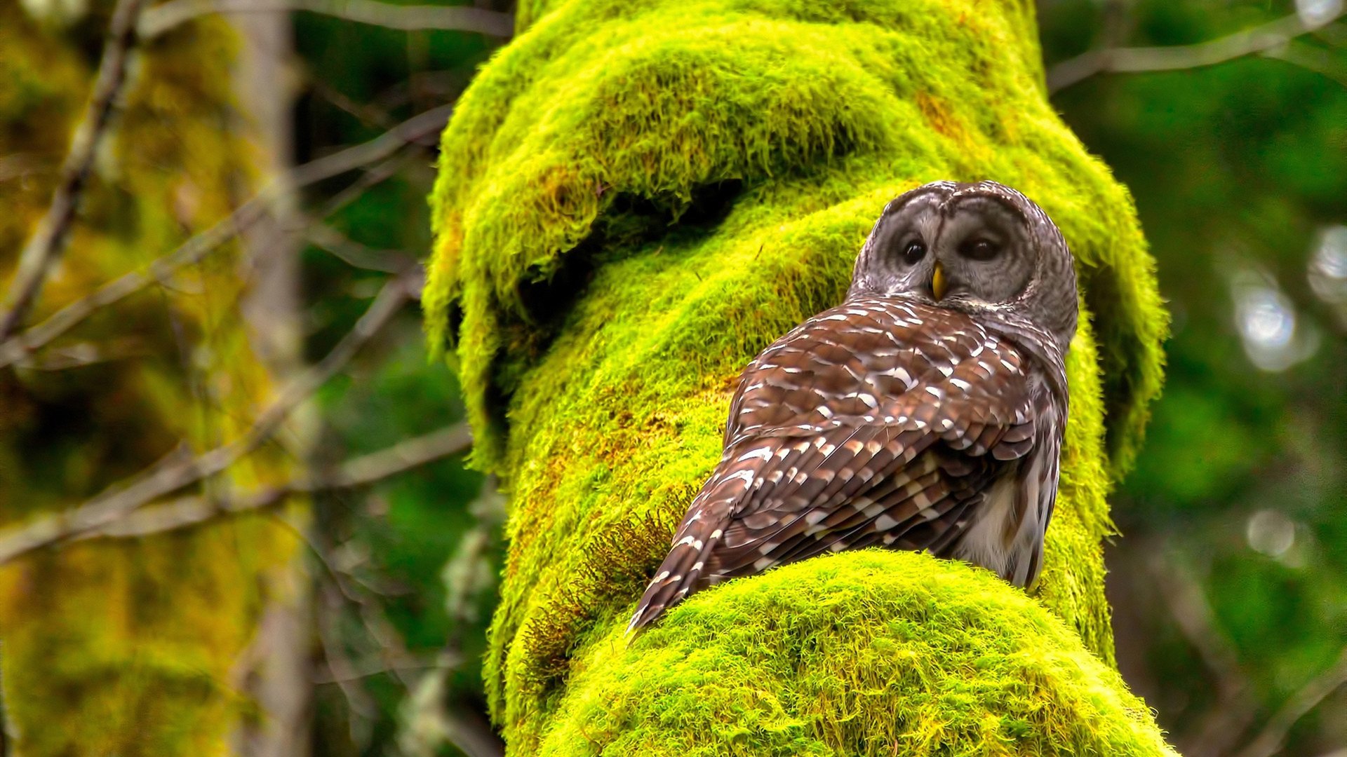 法网激战正酣，纳达尔称这是他“最后一次”，法网击败纳达尔