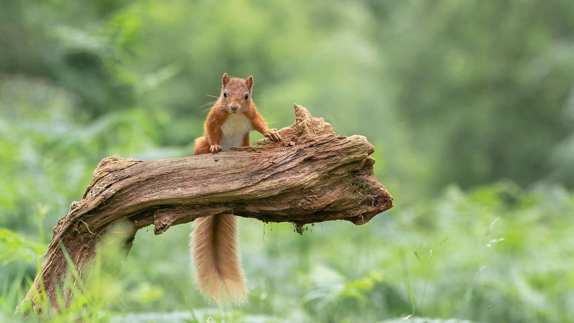 泰国马术协会与学校合作，开展马术教育课程，推广马术文化。，泰国马戏团