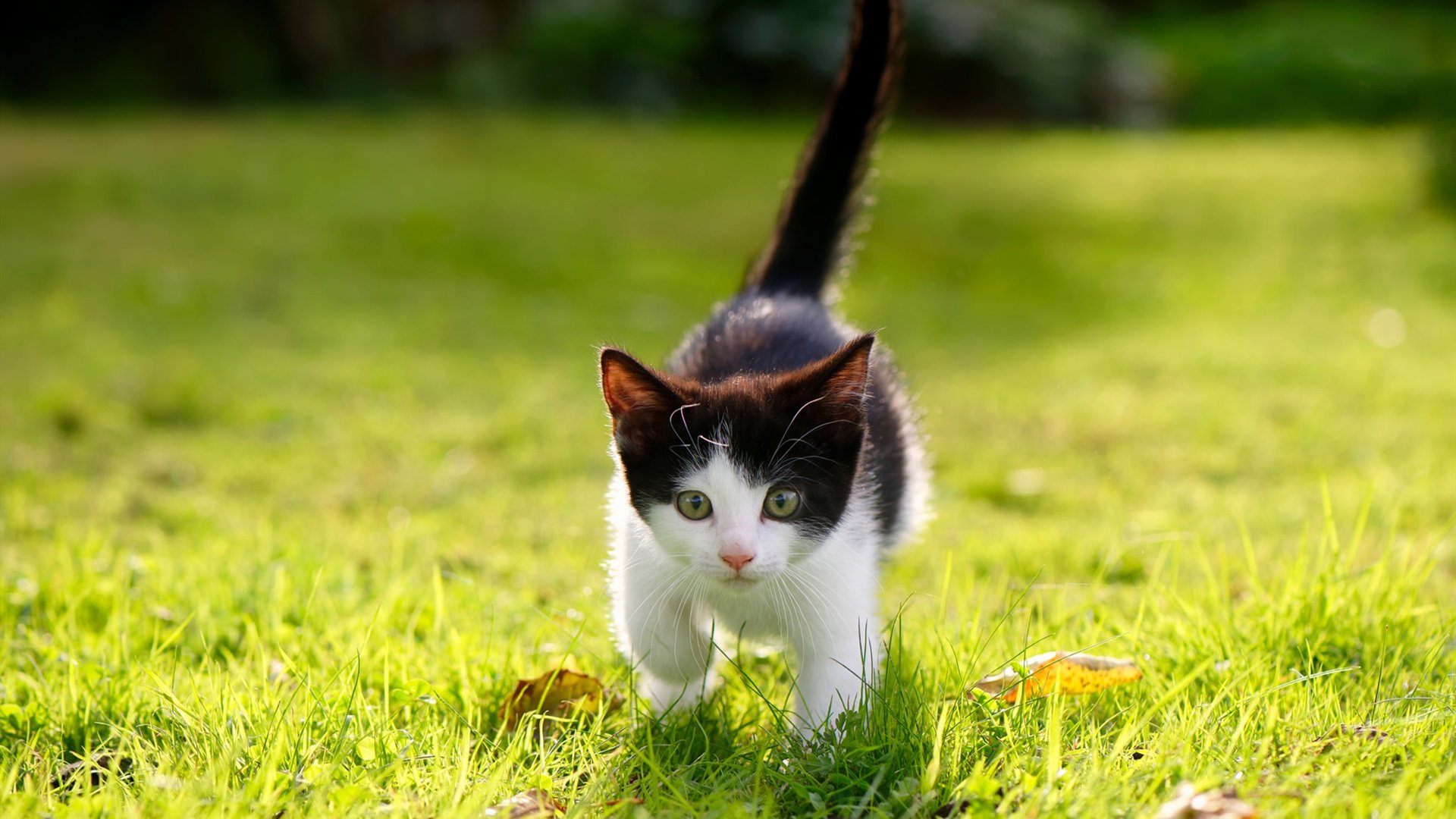 球迷自制“燃动”短片,新颖剪辑惊喜不断,篮球自媒体视频怎么做