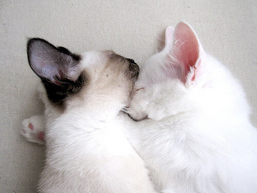 球迷风采：粉丝的热情应援点燃赛场，球迷粉丝怎么称呼好听