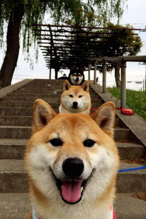 博卡青年冲击联赛冠军，博卡青年队主场在哪儿