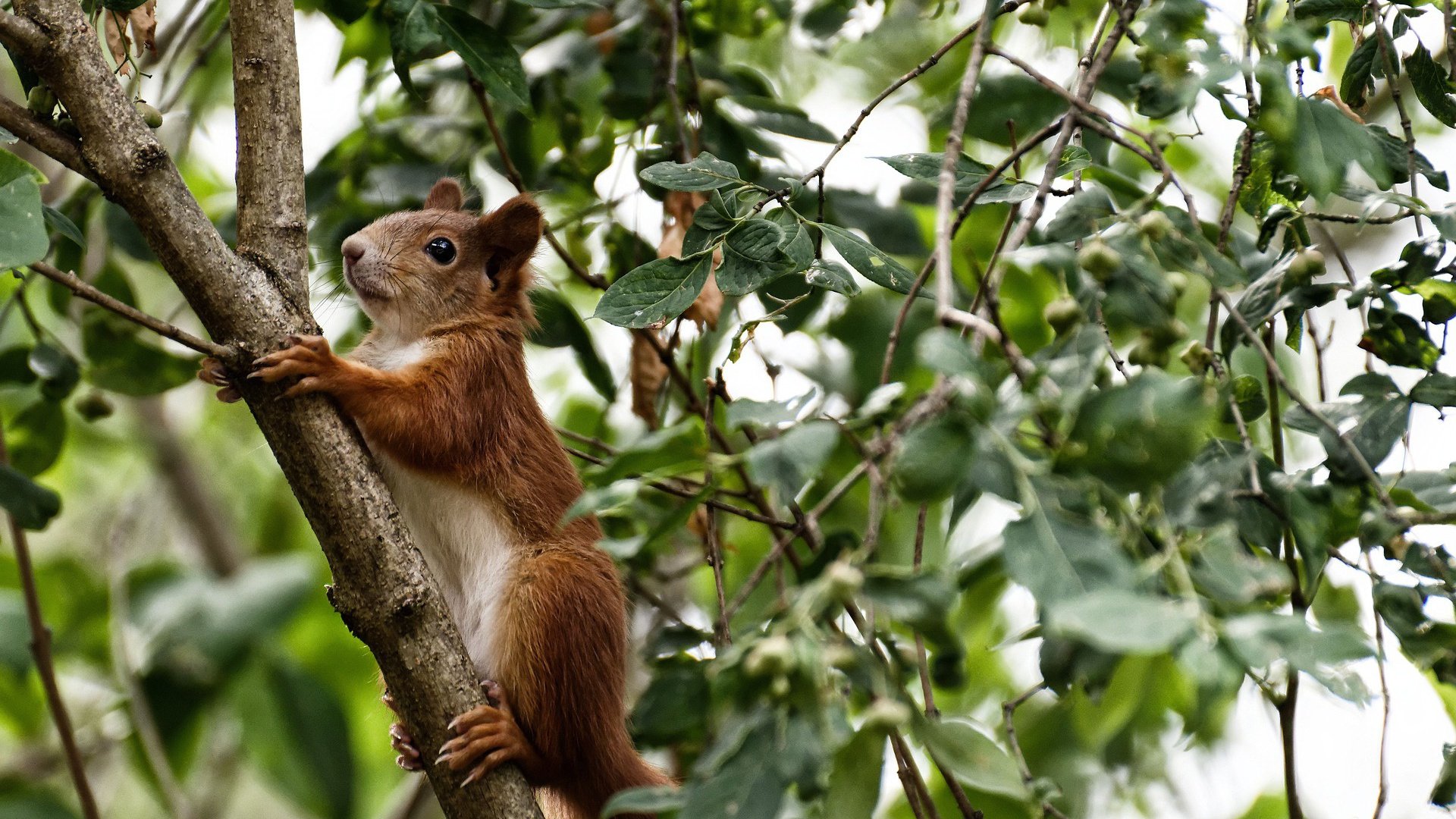 博卡青年季中引援助力球队，博卡青年主场叫什么
