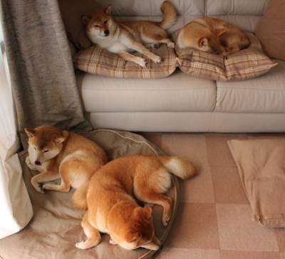 博卡青年季后赛冲击力十足,博卡青年主场叫什么