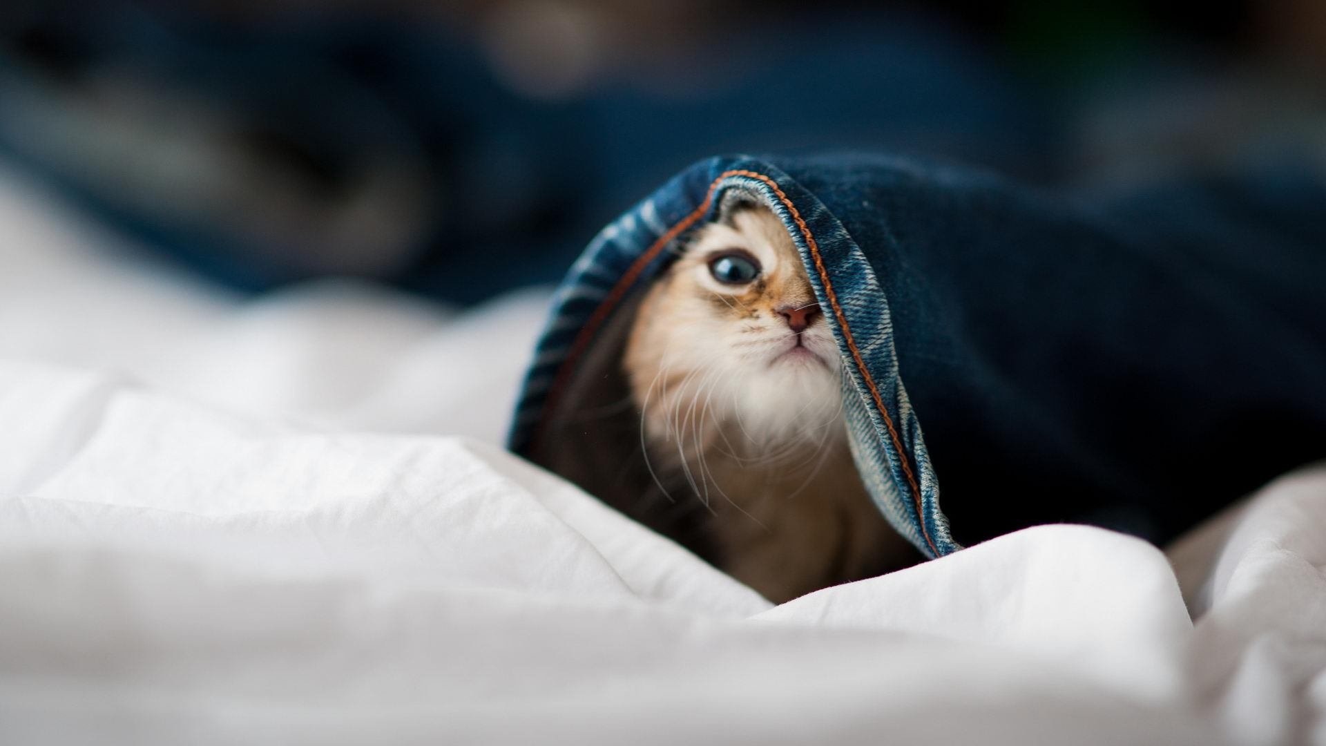 埃弗顿中场组织能力提升，古迪逊公园期待反弹，埃弗顿ds