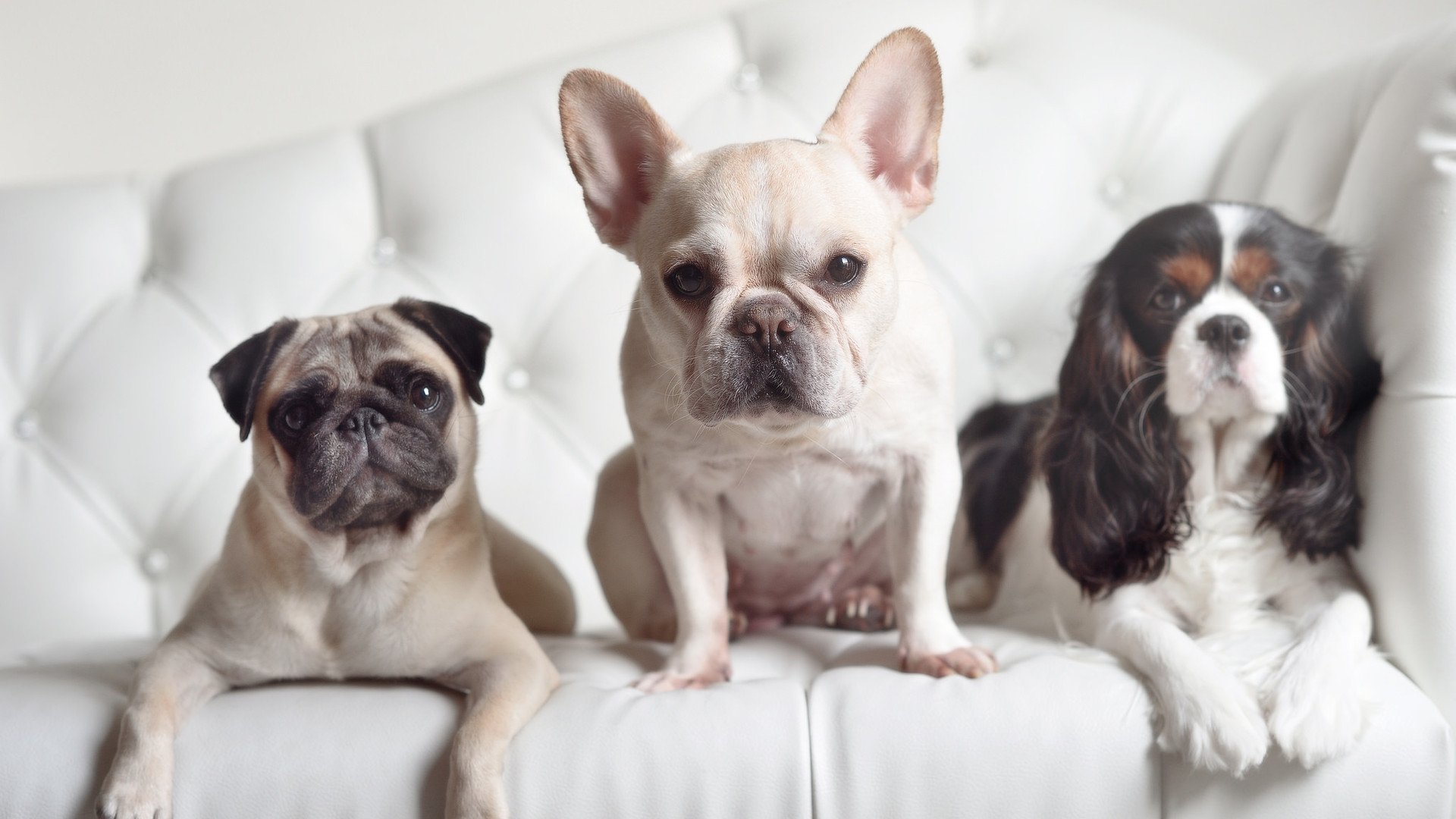 埃弗顿主场优势明显，太妃糖欲重返欧战，埃弗顿官方