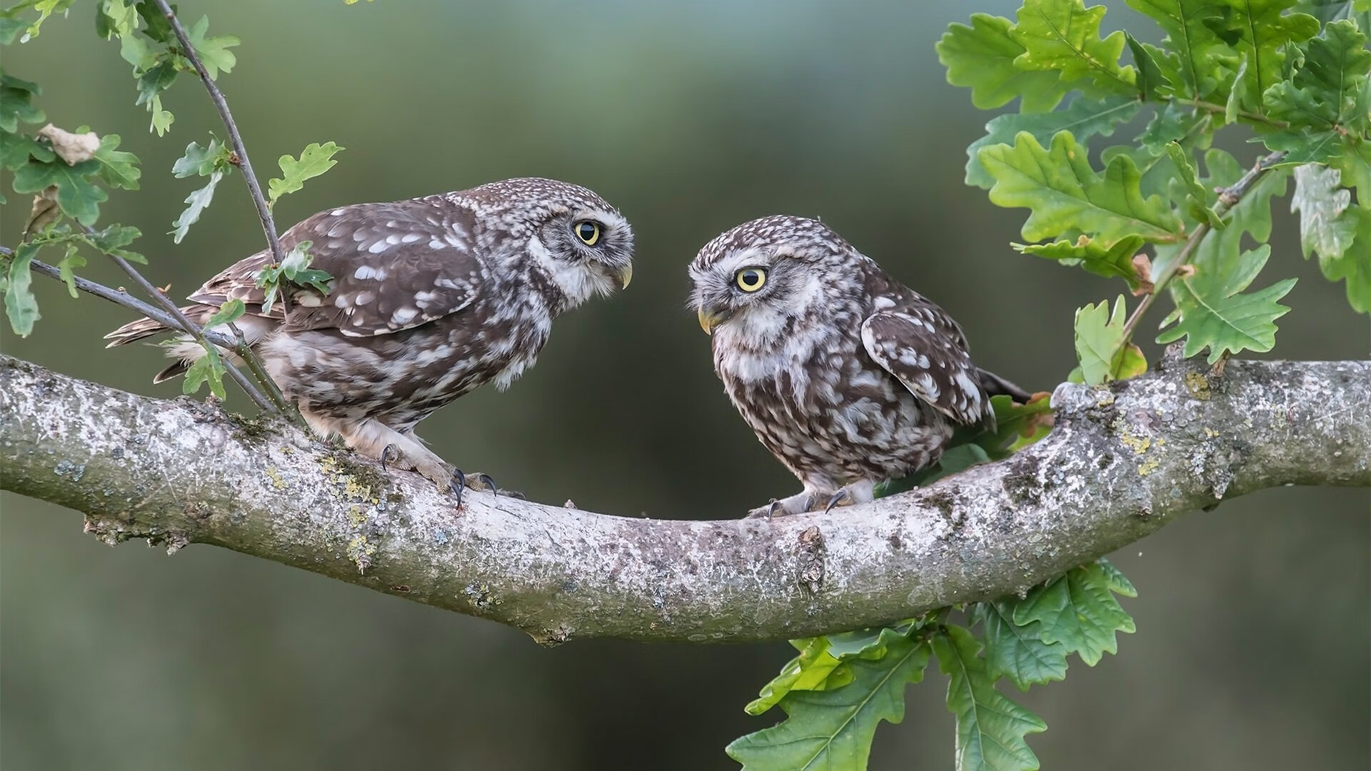 莱斯特城首轮迎战曼联，力争开门红，莱斯特城vs曼联比赛直播