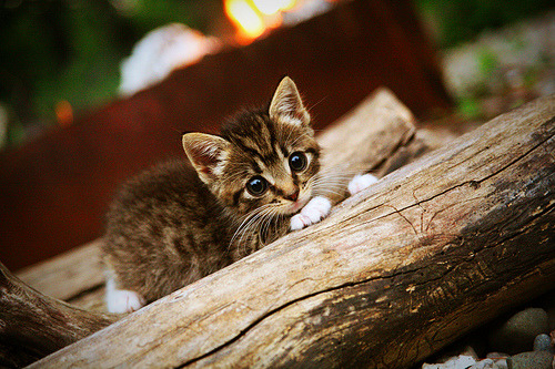 莱比锡主场逆转不来梅，维尔纳建功，莱比锡中场莱默尔