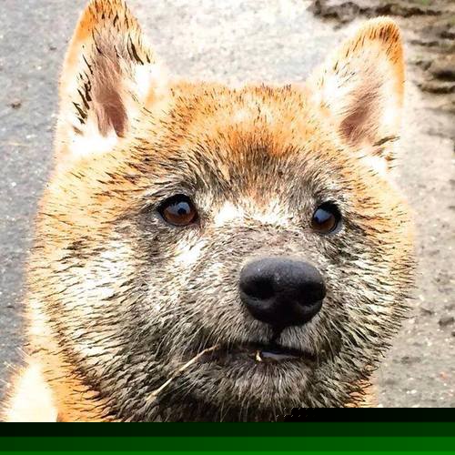 NBA球员罚球心理干扰因素分析与训练方法,nba罚球干扰搞笑视频