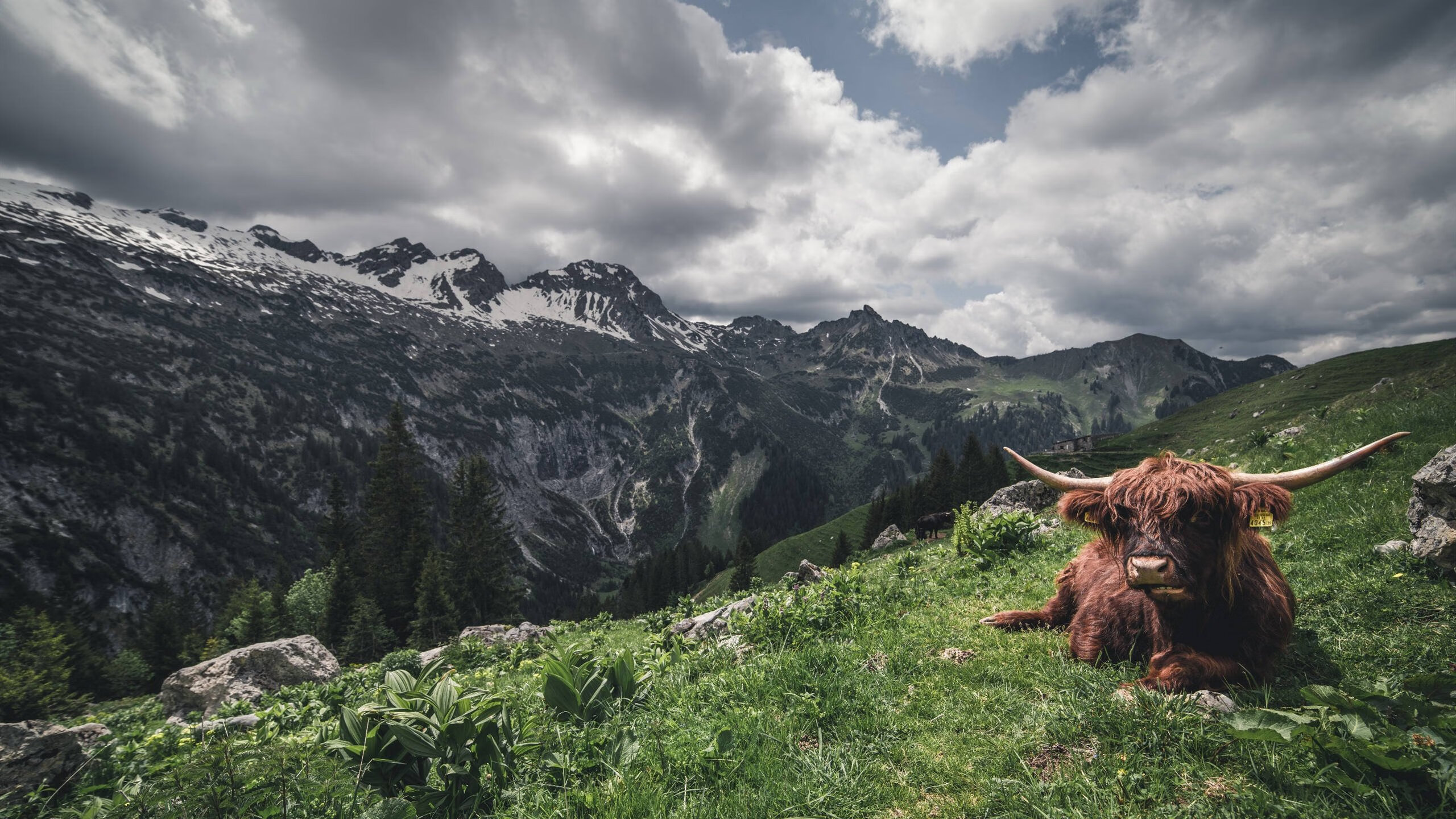 NBA球员罚球心理干扰因素分析与训练方法,nba罚球干扰搞笑视频