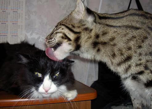 “沙滩合球：2025世界运动会带来沙滩赛场全新体验”