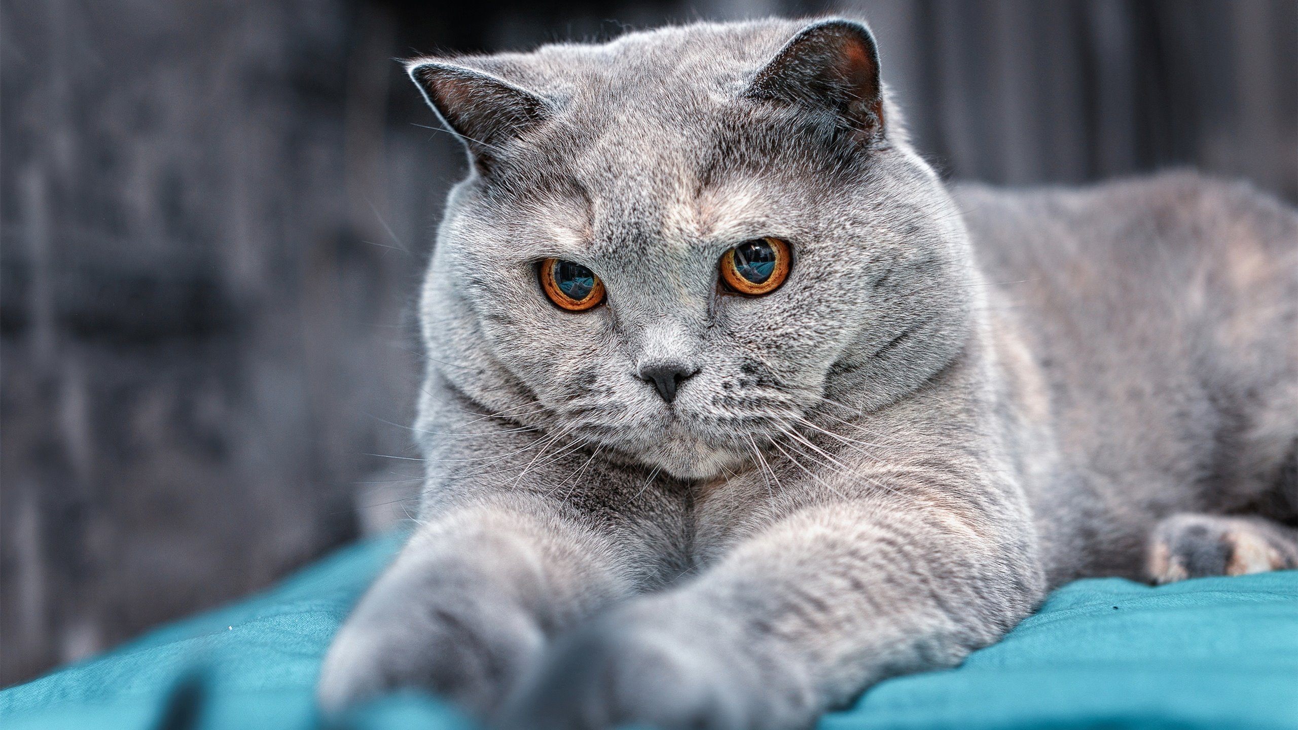 英格兰队队史首次闯入世界杯四强，重振国家足球雄风，英格兰国家队 世界杯