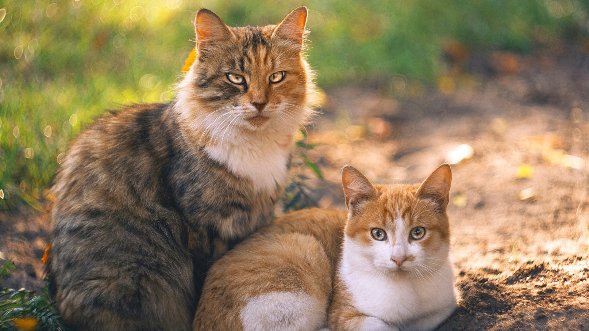 足球慈善义赛筹款破纪录,社会反响热烈,足球捐赠
