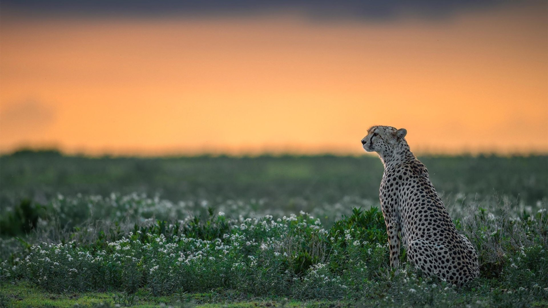 鹈鹕训练营模拟关键球决策提高心理素质，鹈鹕 教练